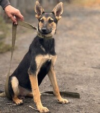 URSULA, Hund, Deutscher Schäferhund-Mix in Berlin