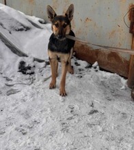 URSULA, Hund, Deutscher Schäferhund-Mix in Berlin - Bild 2