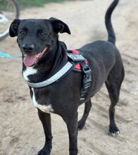 CHARLY, Hund, Mischlingshund in Spanien