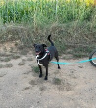 CHARLY, Hund, Mischlingshund in Spanien - Bild 3