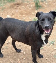 CHARLY, Hund, Mischlingshund in Spanien - Bild 4