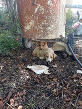 MACK, Hund, Podenco in Spanien - Bild 4