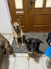 BALOO, Hund, Deutscher Schäferhund in Aulendorf - Bild 4