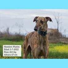 PLUTN, Hund, Galgo Español in Spanien - Bild 1