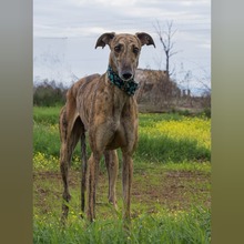 PLUTN, Hund, Galgo Español in Spanien - Bild 2