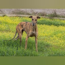 PLUTN, Hund, Galgo Español in Spanien - Bild 3