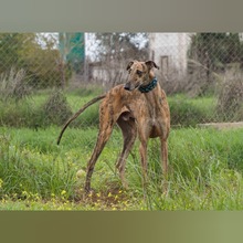 PLUTN, Hund, Galgo Español in Spanien - Bild 4