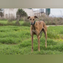 PLUTN, Hund, Galgo Español in Spanien - Bild 5