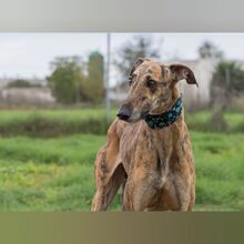 PLUTN, Hund, Galgo Español in Spanien - Bild 6