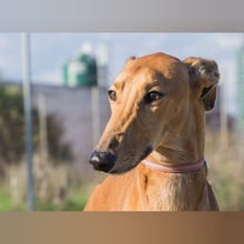 ESCANDALO, Hund, Galgo Español in Spanien - Bild 1