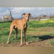 ESCANDALO, Hund, Galgo Español in Spanien - Bild 2