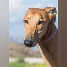 ESCANDALO, Hund, Galgo Español in Spanien - Bild 3