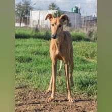 ESCANDALO, Hund, Galgo Español in Spanien - Bild 4