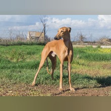 ESCANDALO, Hund, Galgo Español in Spanien - Bild 5