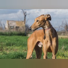 ESCANDALO, Hund, Galgo Español in Spanien - Bild 6