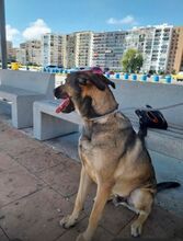 ARCHI, Hund, Deutscher Schäferhund-Mix in Spanien - Bild 5