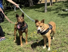 FIRULAIS, Hund, Malinois-Mix in Spanien - Bild 10