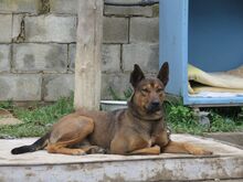 FIRULAIS, Hund, Malinois-Mix in Spanien - Bild 8