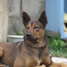 FIRULAIS, Hund, Malinois-Mix in Spanien - Bild 9