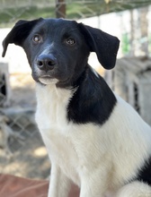 CAP, Hund, Mischlingshund in Griechenland - Bild 15