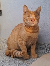 RUSTY, Katze, Hauskatze in Türkei