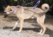 ADIL, Hund, Mischlingshund in Itzehoe - Bild 10