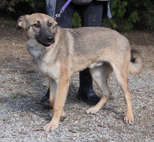 ADIL, Hund, Mischlingshund in Itzehoe - Bild 2