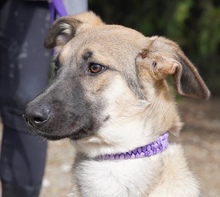 ADIL, Hund, Mischlingshund in Itzehoe - Bild 3