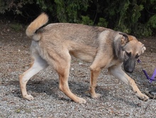 ADIL, Hund, Mischlingshund in Seßlach - Bild 30