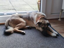 ADIL, Hund, Mischlingshund in Seßlach - Bild 31