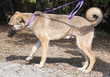 ADIL, Hund, Mischlingshund in Seßlach - Bild 36