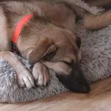 ADIL, Hund, Mischlingshund in Seßlach - Bild 37