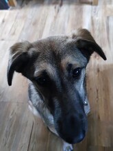 ADIL, Hund, Mischlingshund in Seßlach - Bild 38