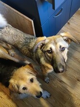 ADIL, Hund, Mischlingshund in Seßlach - Bild 39