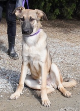 ADIL, Hund, Mischlingshund in Itzehoe - Bild 4