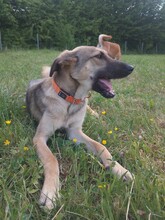 ADIL, Hund, Mischlingshund in Seßlach - Bild 40