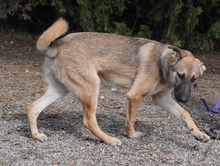 ADIL, Hund, Mischlingshund in Itzehoe - Bild 5