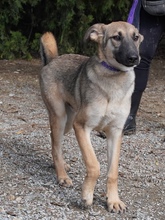 ADIL, Hund, Mischlingshund in Itzehoe - Bild 6