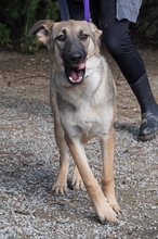 ADIL, Hund, Mischlingshund in Itzehoe - Bild 8