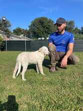 ENUI, Hund, Labrador-Mix in Italien - Bild 2