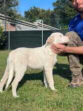 ENUI, Hund, Labrador-Mix in Italien - Bild 3