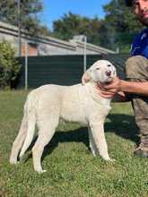 ENUI, Hund, Labrador-Mix in Italien - Bild 4