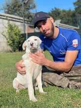 ENUI, Hund, Labrador-Mix in Fredersdorf-Vogelsdorf - Bild 1