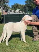 ENUI, Hund, Labrador-Mix in Fredersdorf-Vogelsdorf - Bild 3