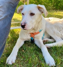 ENUI, Hund, Labrador-Mix in Fredersdorf-Vogelsdorf - Bild 5