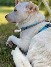 ENUI, Hund, Labrador-Mix in Fredersdorf-Vogelsdorf - Bild 6