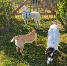 ENUI, Hund, Labrador-Mix in Fredersdorf-Vogelsdorf - Bild 7