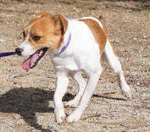 PAWEL, Hund, Mischlingshund in Zypern - Bild 3