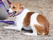 PAWEL, Hund, Mischlingshund in Zypern - Bild 4