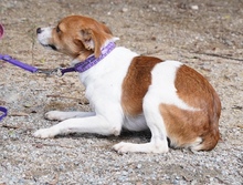 PAWEL, Hund, Mischlingshund in Zypern - Bild 6